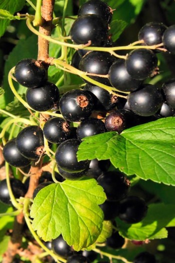 Смородина чорна Чорний Десерт (середньопізня) | Смородина черная Черный Десерт (среднепоздняя) | Ribes rubrum Black Desert 